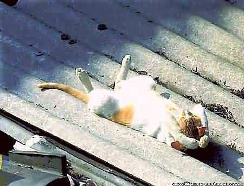 cat sleeping on roof