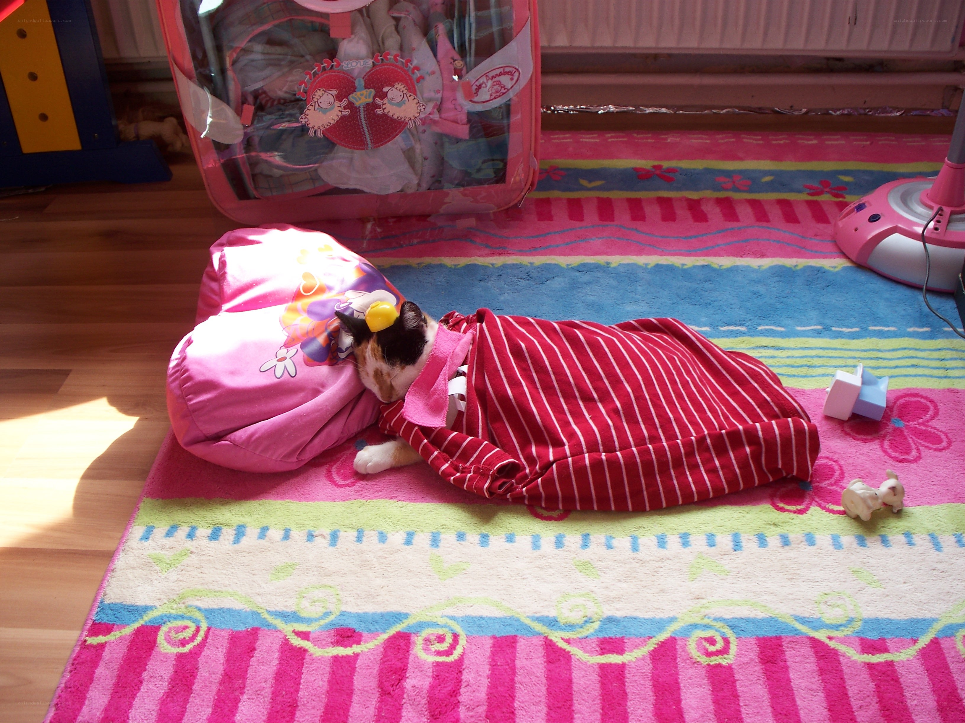 cat sleeping on rug
