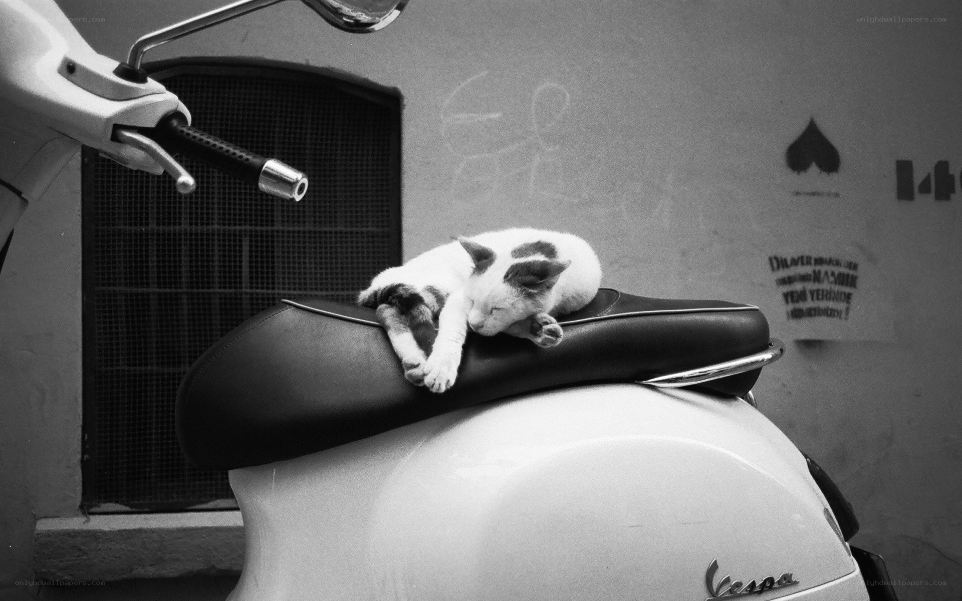 Cat sleeping on scooter seat
