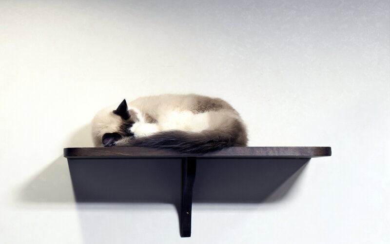 Cat Sleeping on Shelf