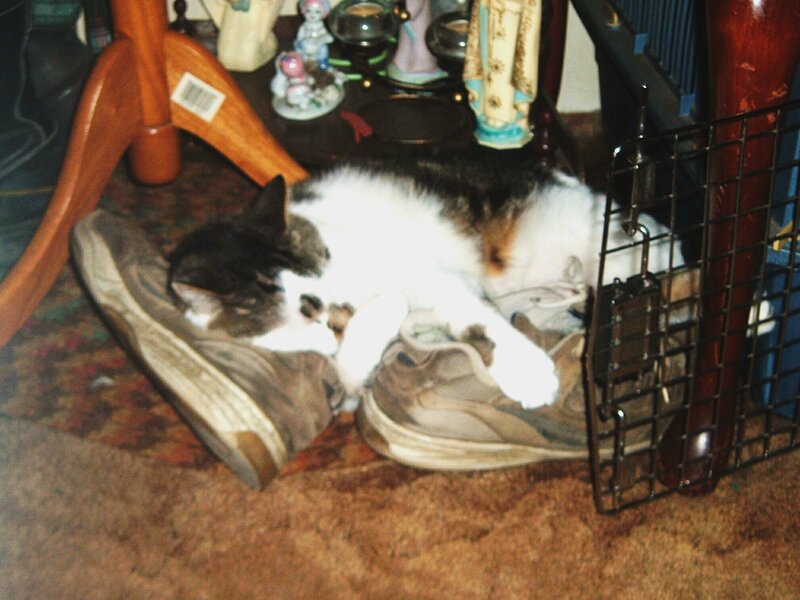 Cat sleeping on shoes