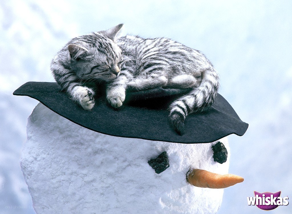 Cat sleeping on snowman hat