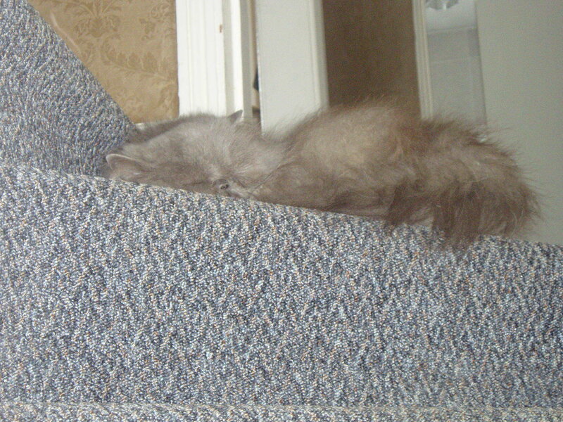 Cat sleeping on stairs