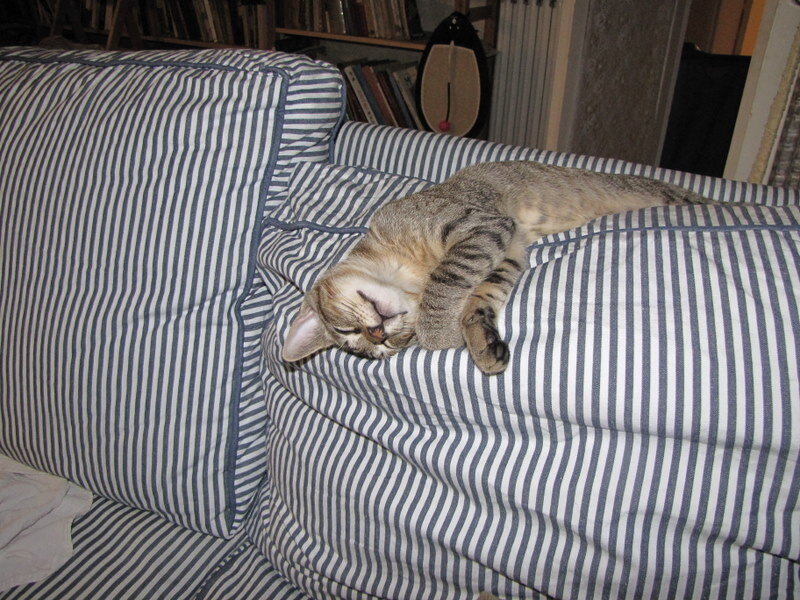 Cat sleeping on striped couch
