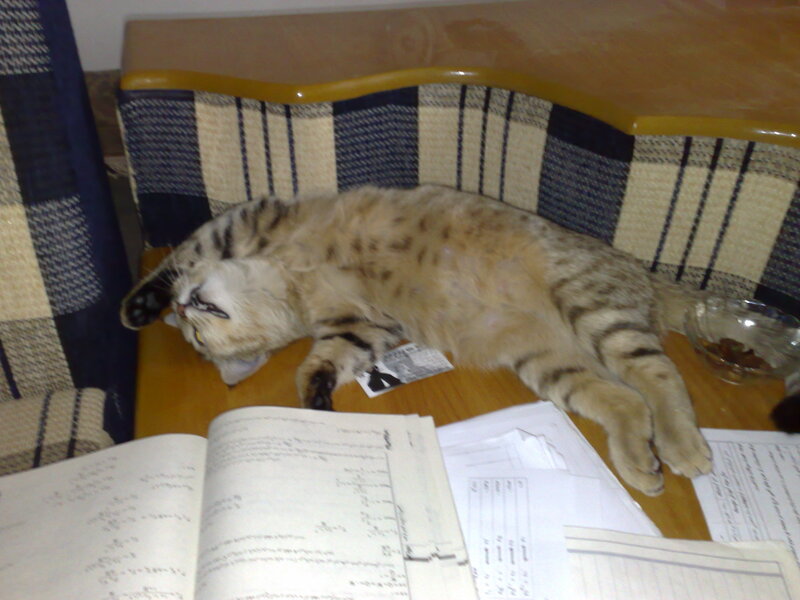 cat sleeping on study table