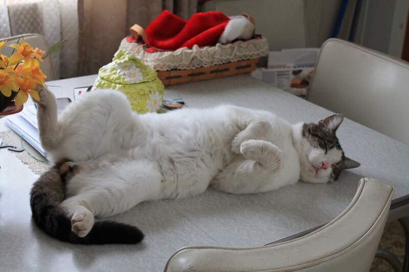 Cat Sleeping on Table