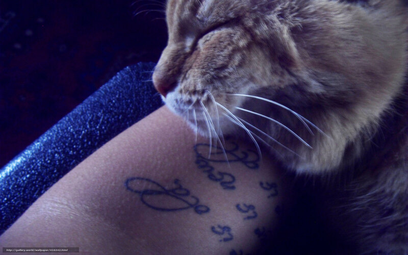 cat sleeping on tattooed arm