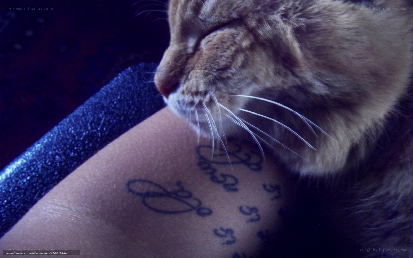 cat sleeping on tattooed arm