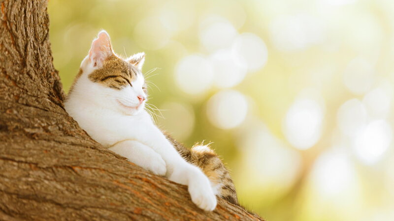 Cat Sleeping on Tree