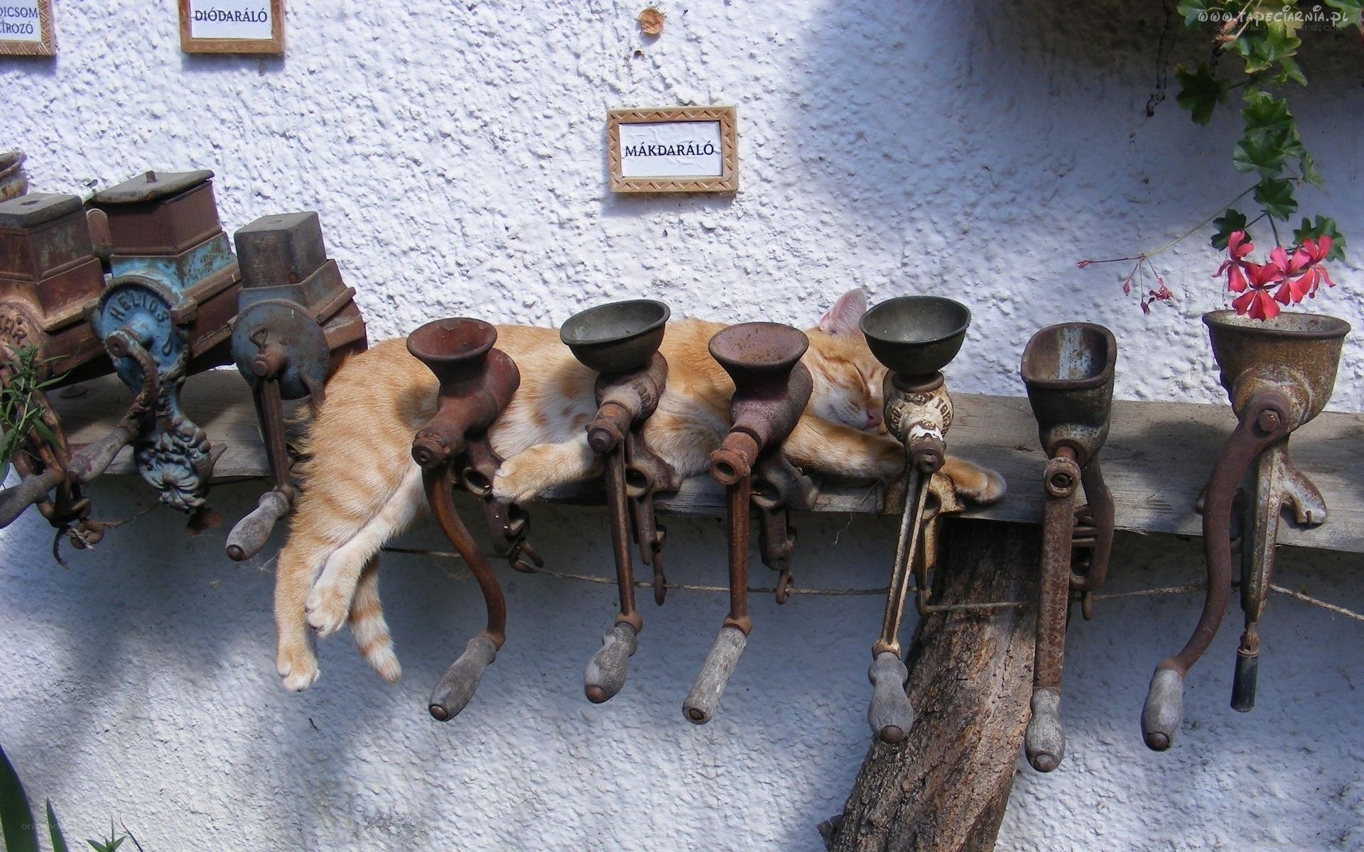 Cat sleeping on vintage grinders