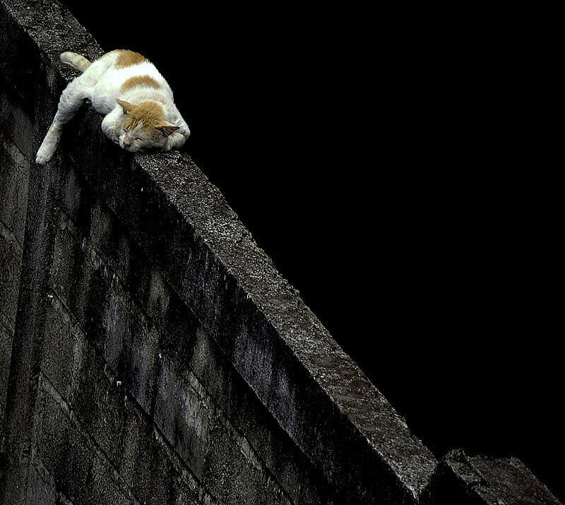 Cat Sleeping on Wall