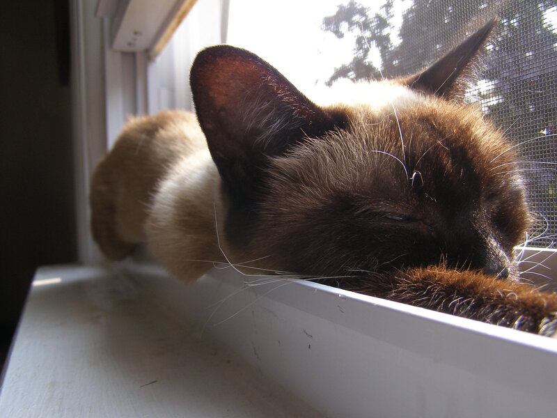 cat sleeping on windowsill