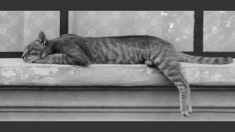 cat sleeping on windowsill