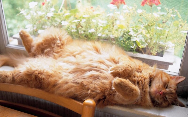Cat sleeping on windowsill