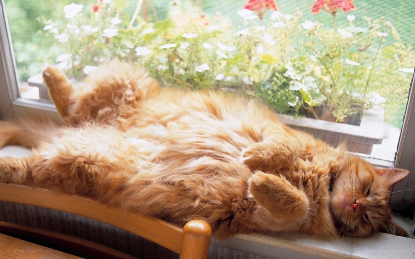 Cat sleeping on windowsill