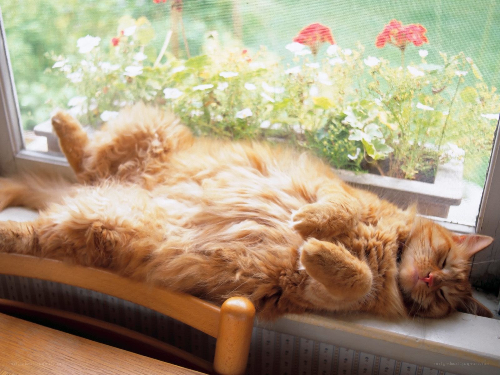 Cat sleeping on windowsill