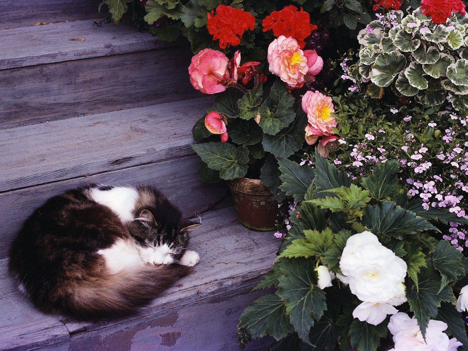 Cat sleeping on wooden steps