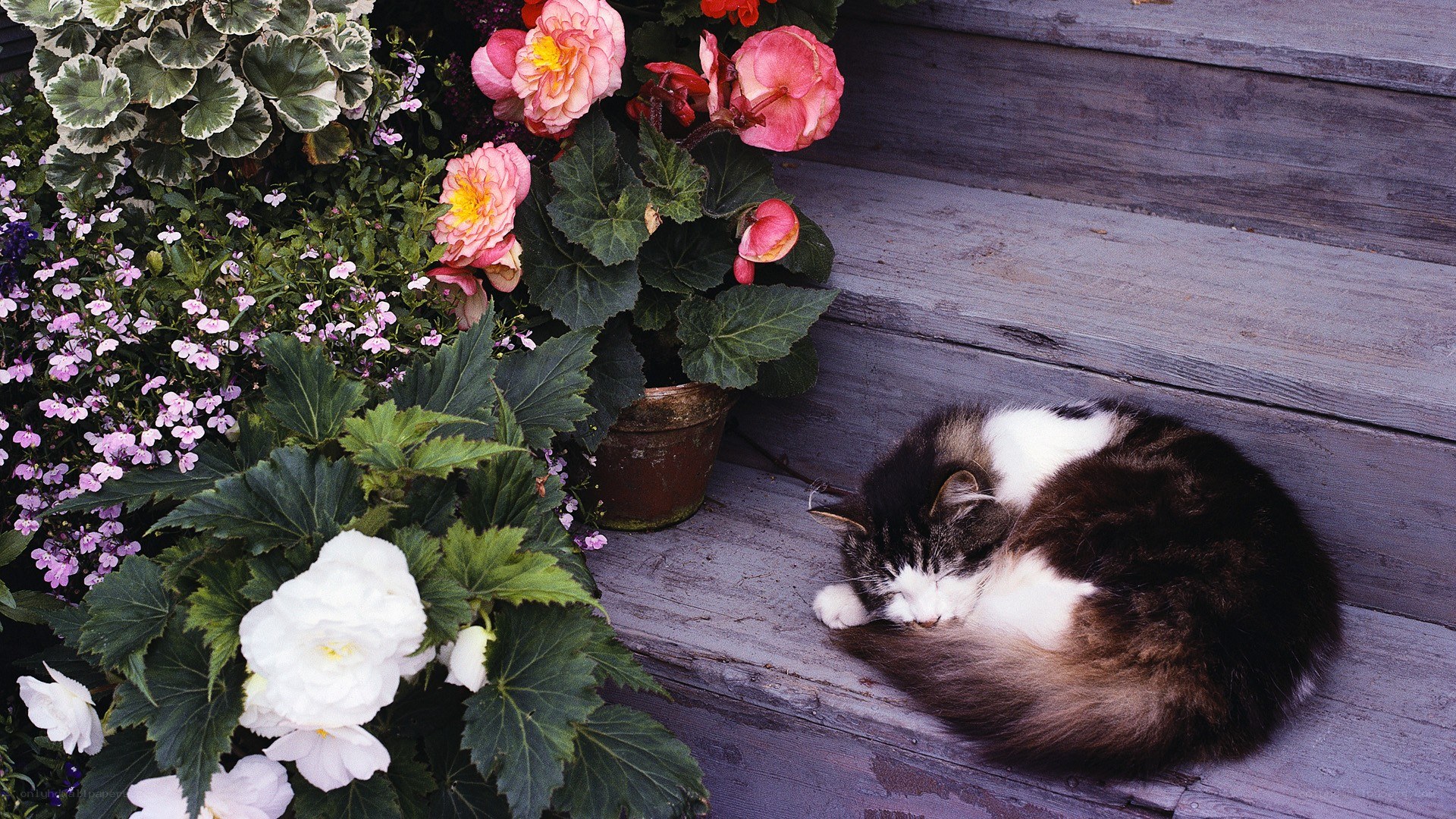 Cat sleeping on wooden steps