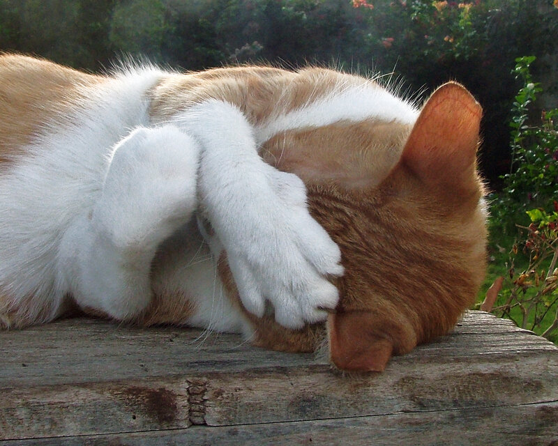 Cat sleeping on wooden surface