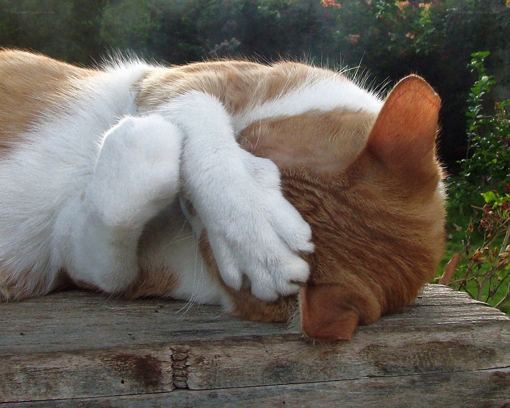 Cat sleeping on wooden surface