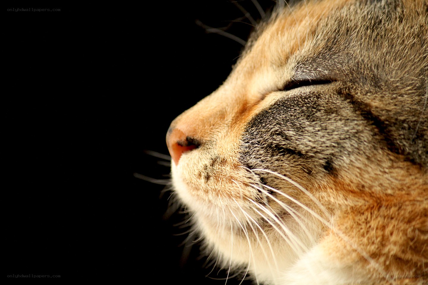 cat sleeping peacefully