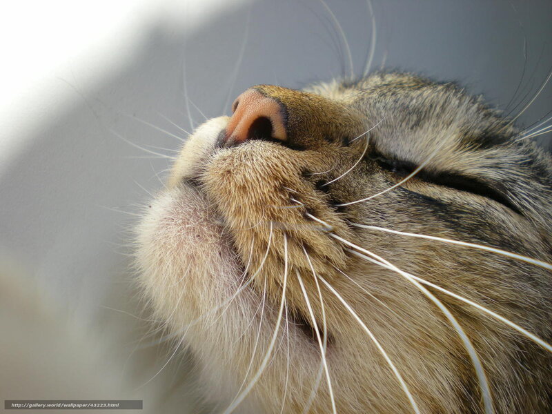 cat sleeping peacefully