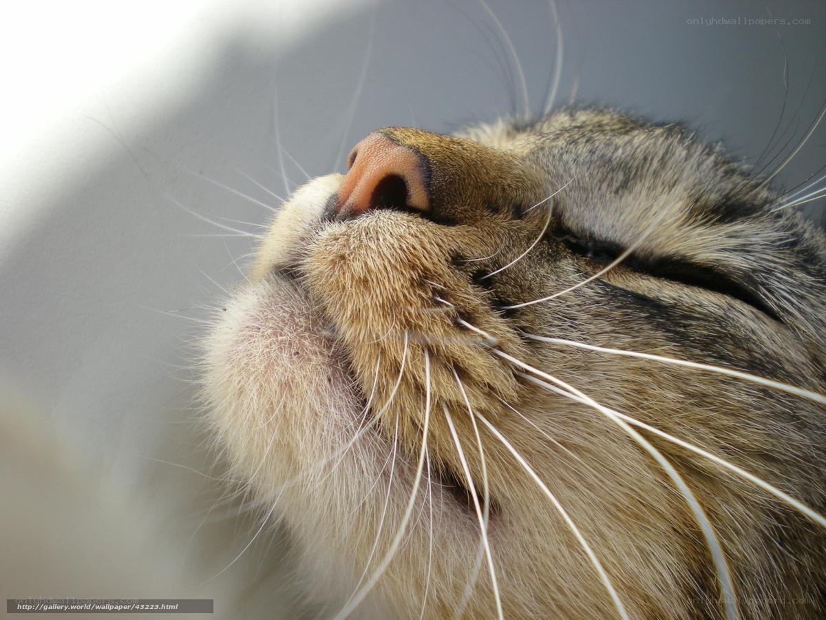 cat sleeping peacefully