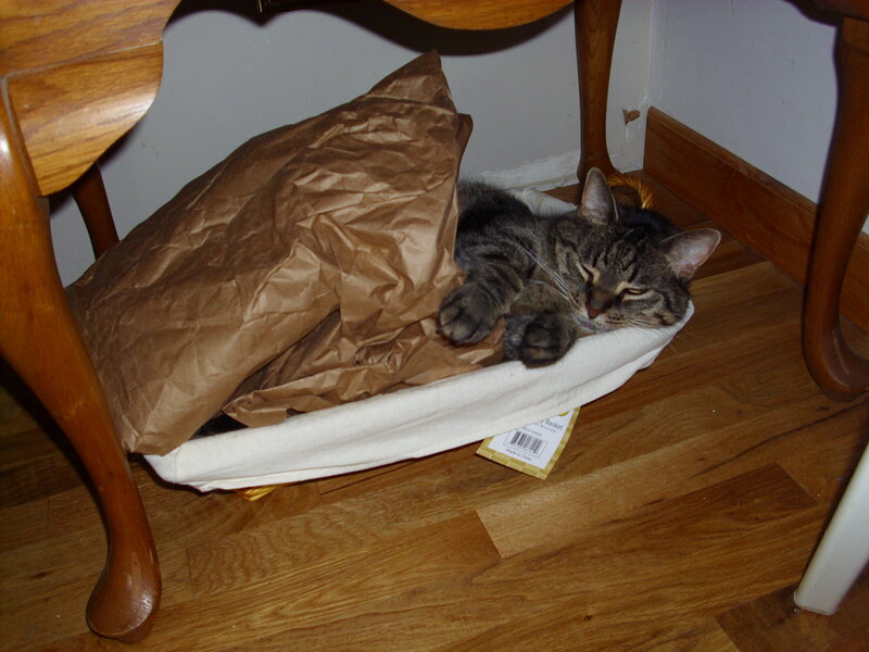 Cat sleeping under a table