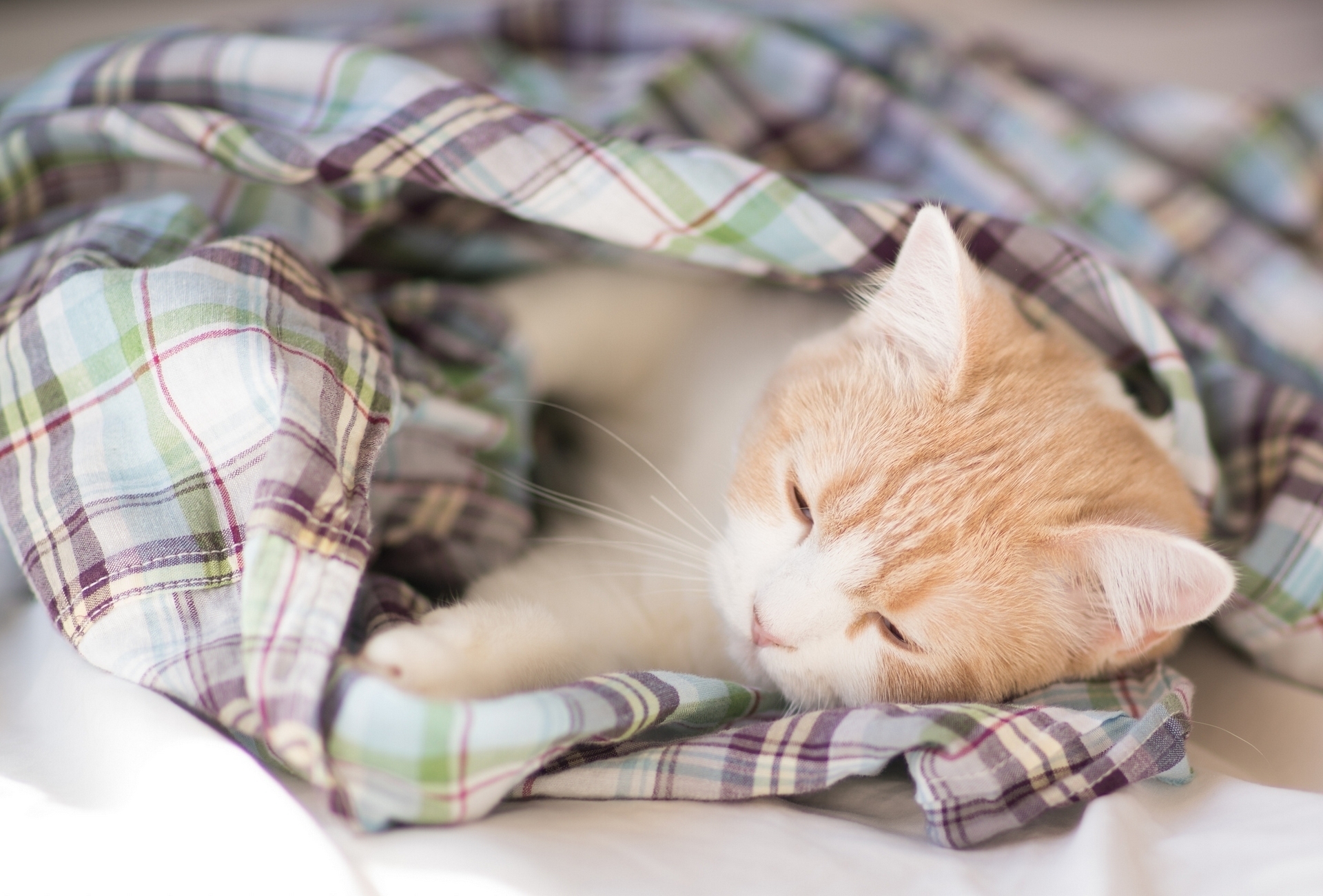 cat sleeping under blanket