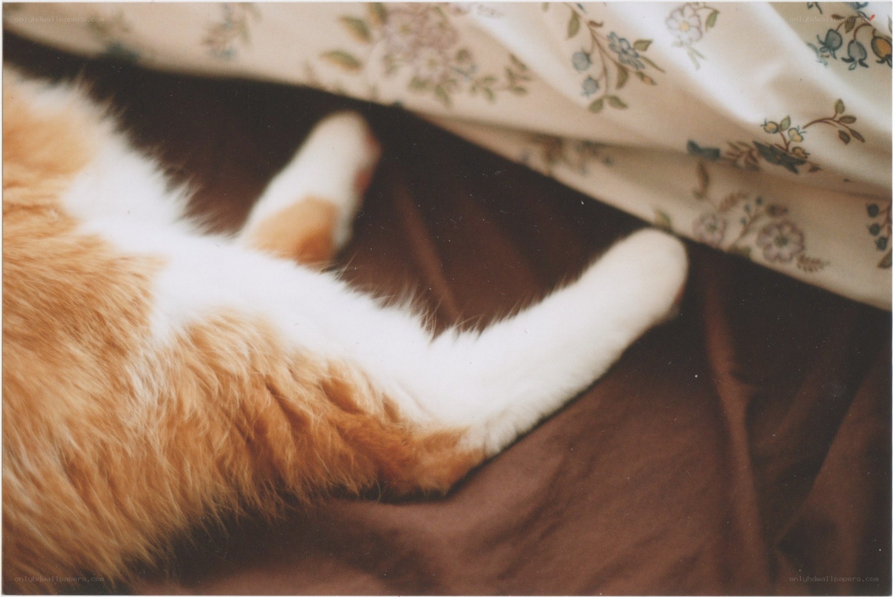 cat sleeping under blanket