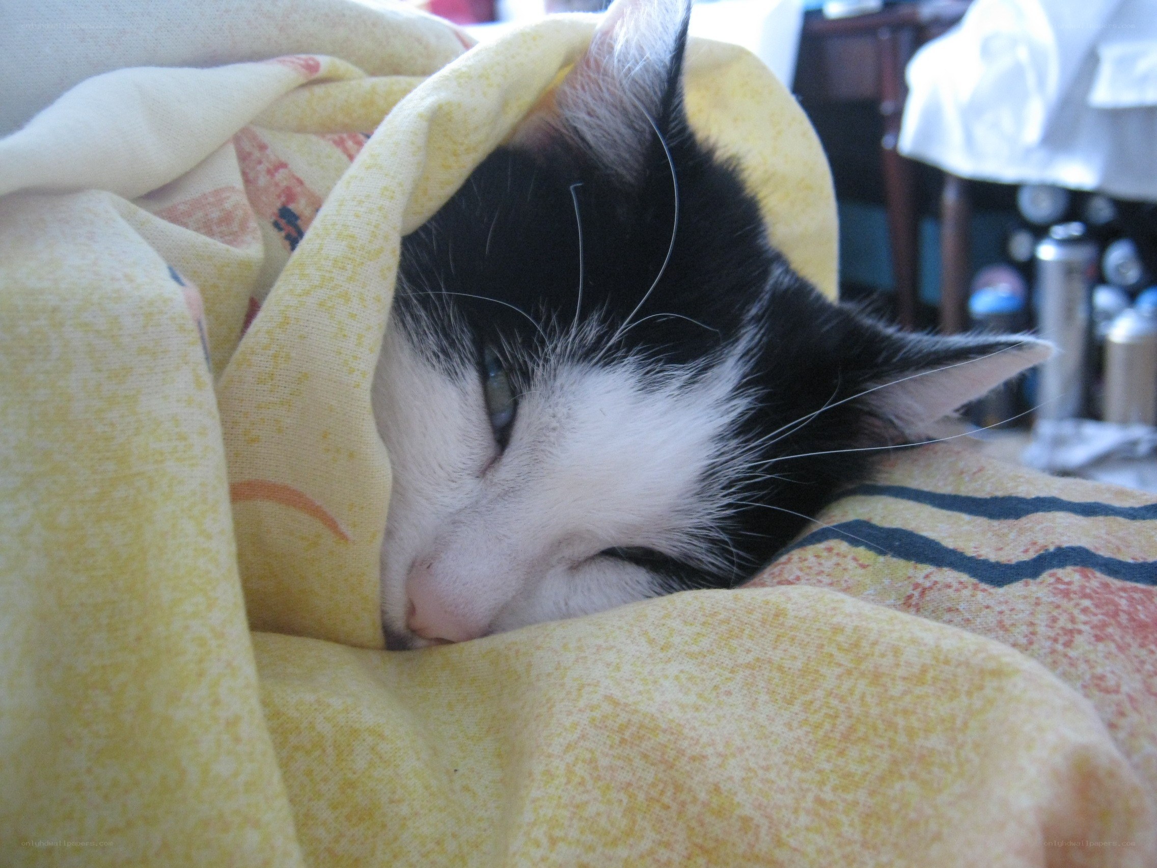 cat sleeping under blanket