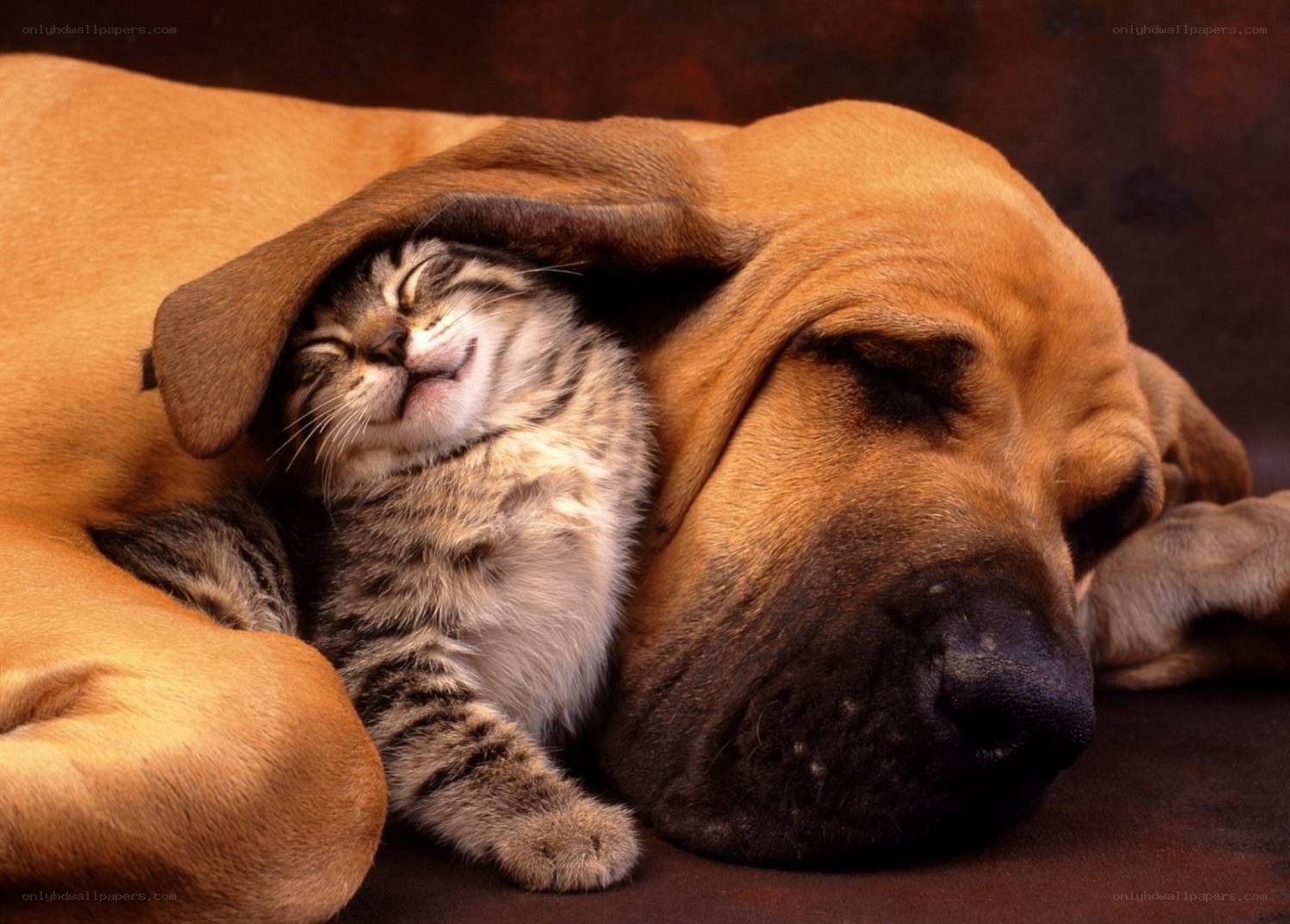 cat sleeping under dog's ear