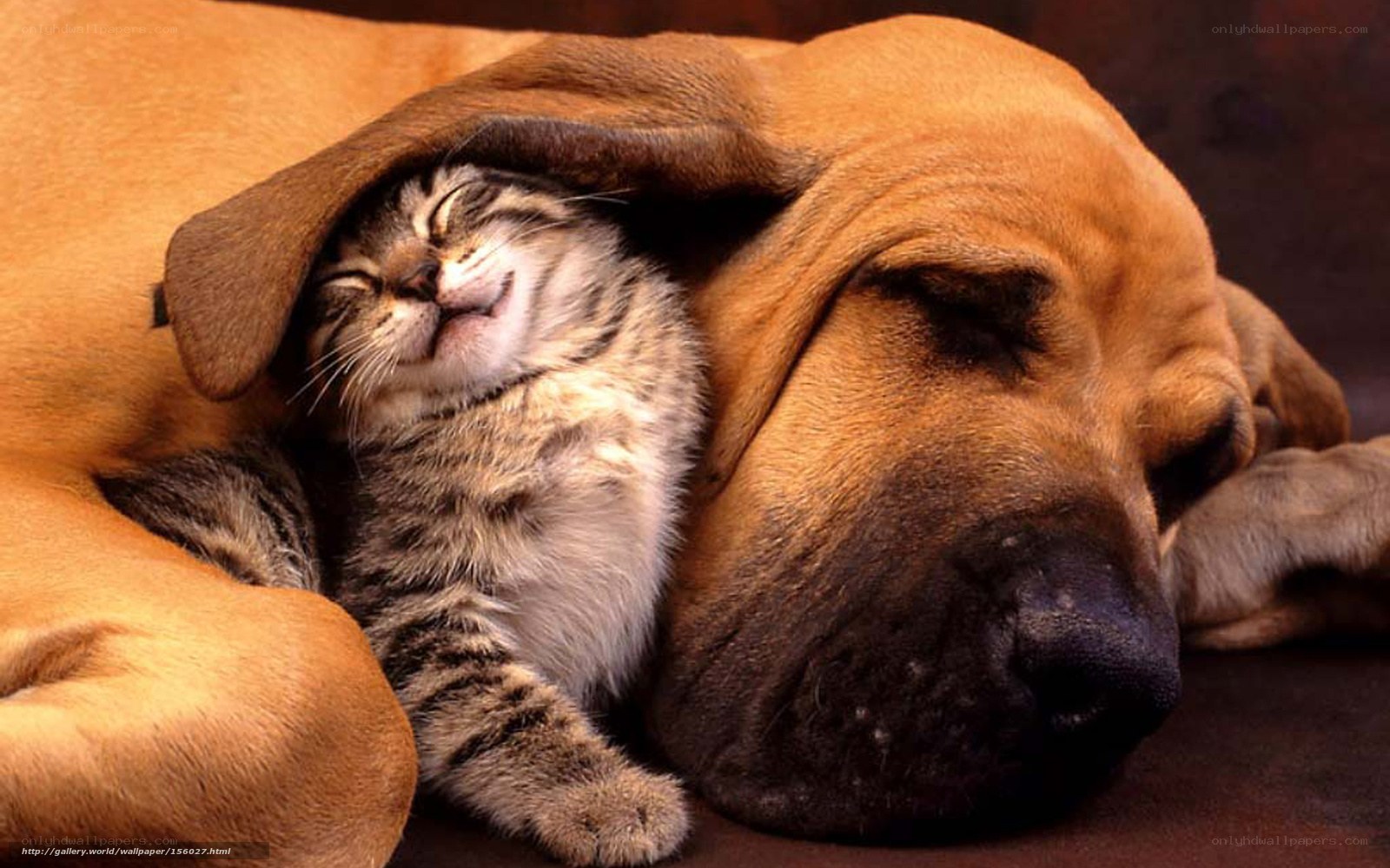 Cat sleeping under dog's ear