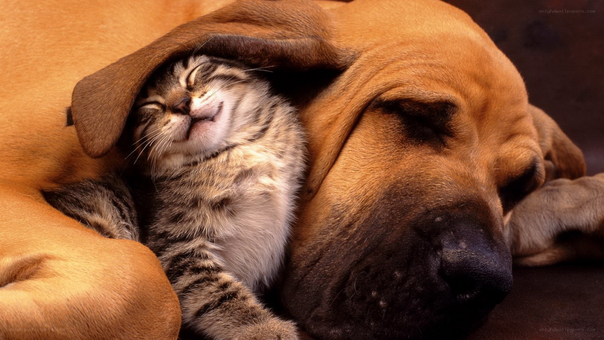 cat sleeping under dog's ear