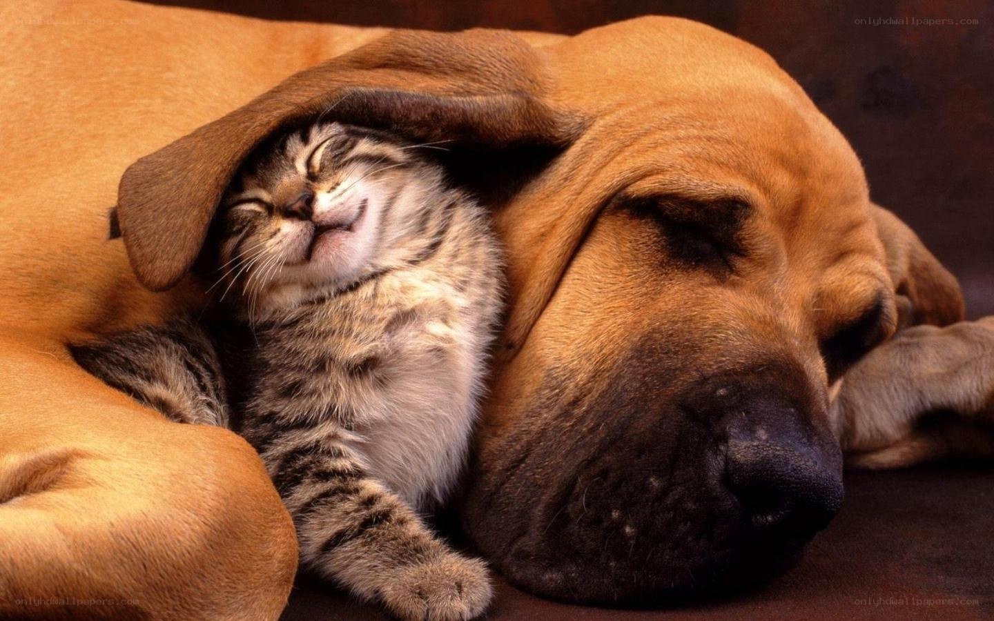 cat sleeping under dog's ear