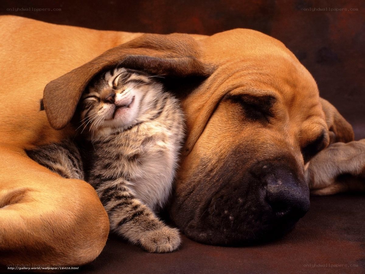 Cat sleeping under dog's ear