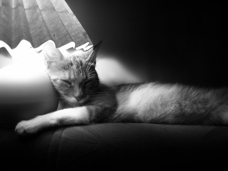 cat sleeping under lamp