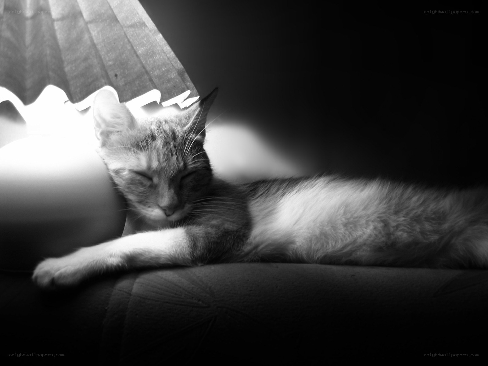 cat sleeping under lamp