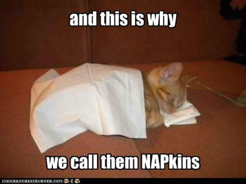 Cat Sleeping under Napkin