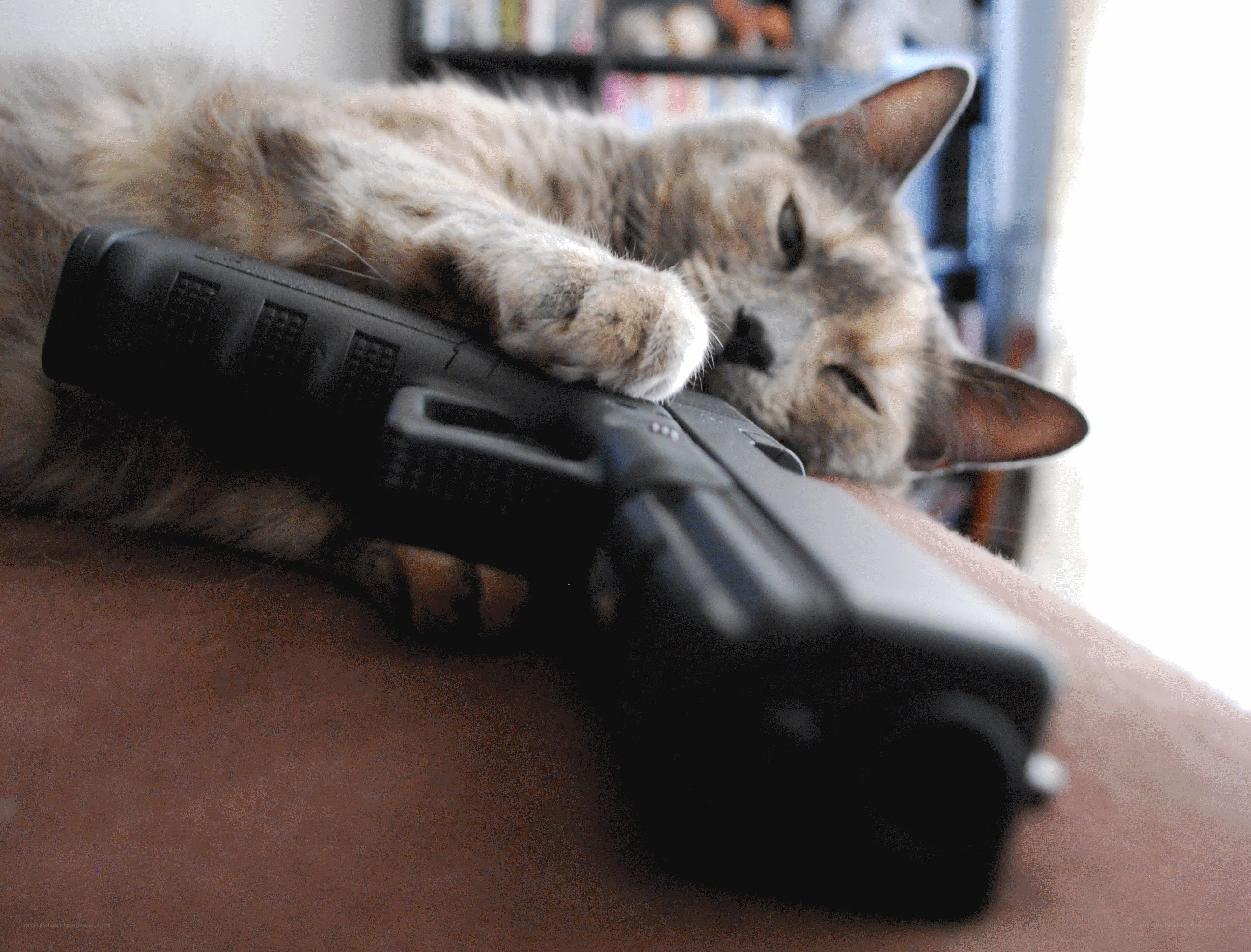 Cat sleeping with a gun