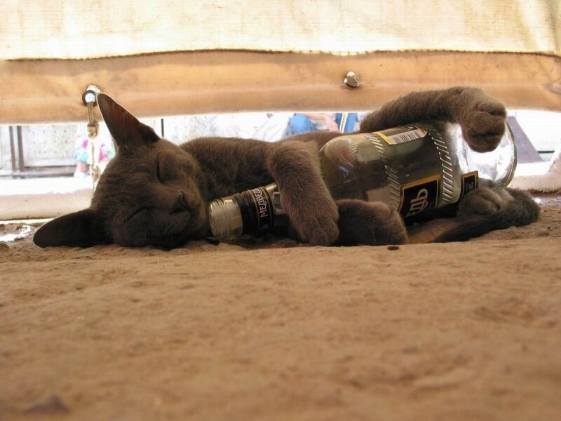 cat sleeping with bottle