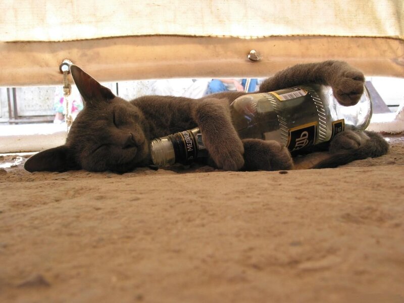 Cat sleeping with bottle