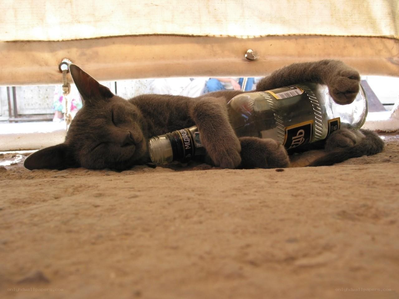 Cat sleeping with bottle