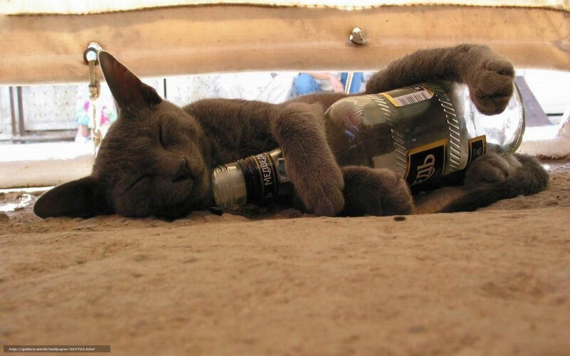 cat sleeping with bottle