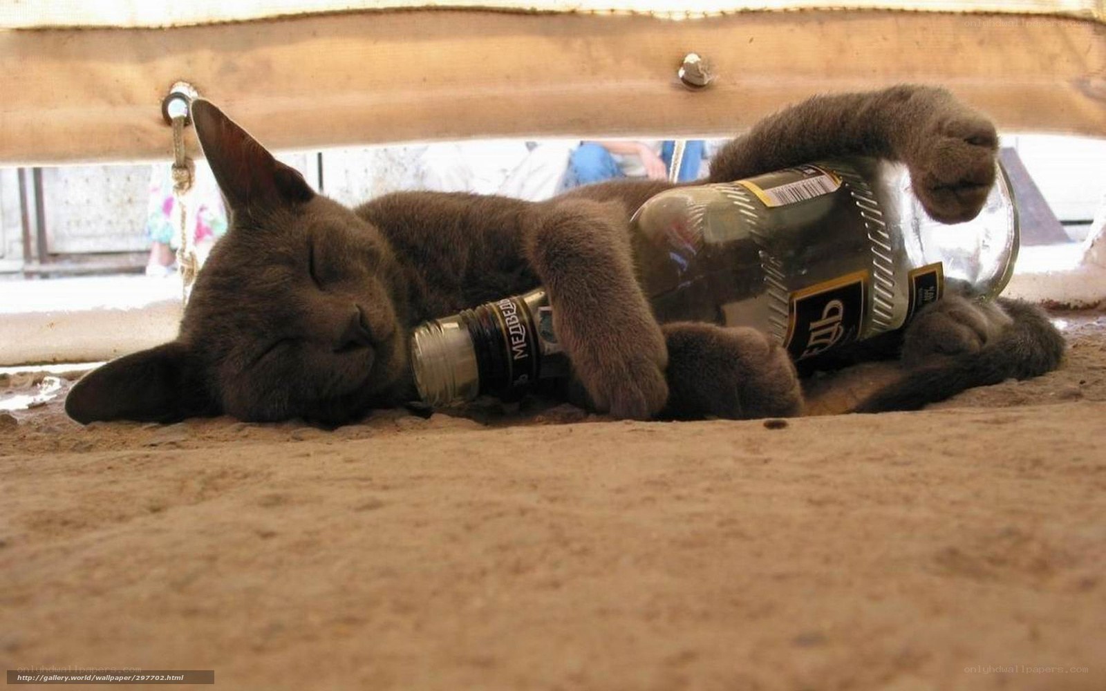 cat sleeping with bottle