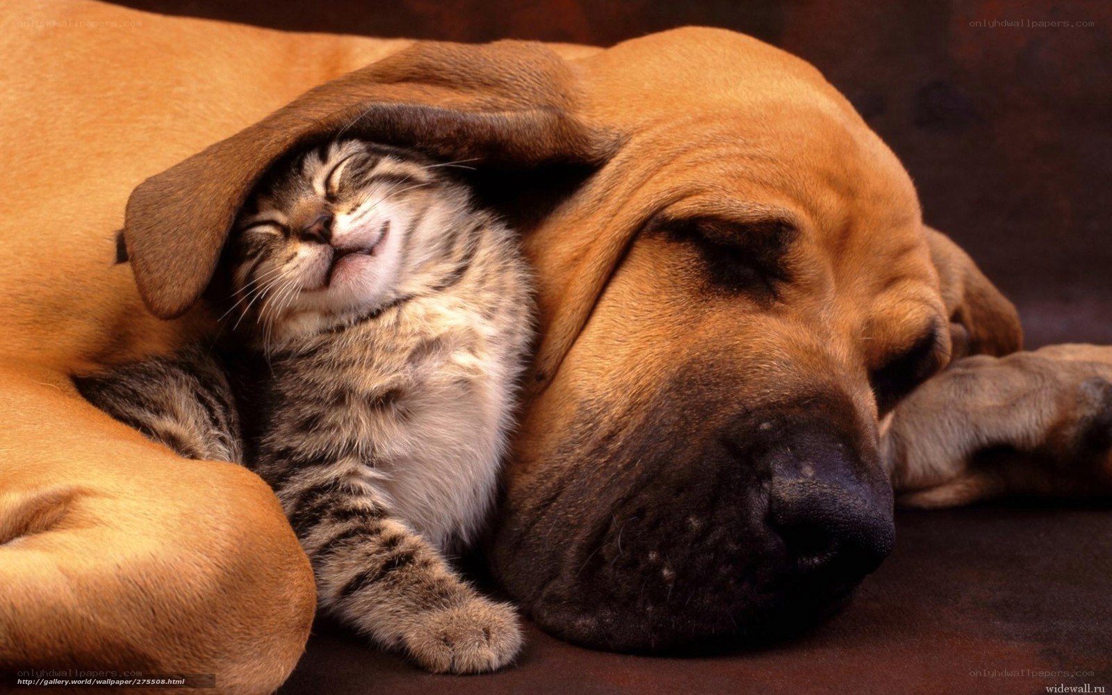 Cat sleeping with dog