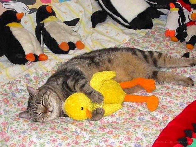 Cat sleeping with duck toy
