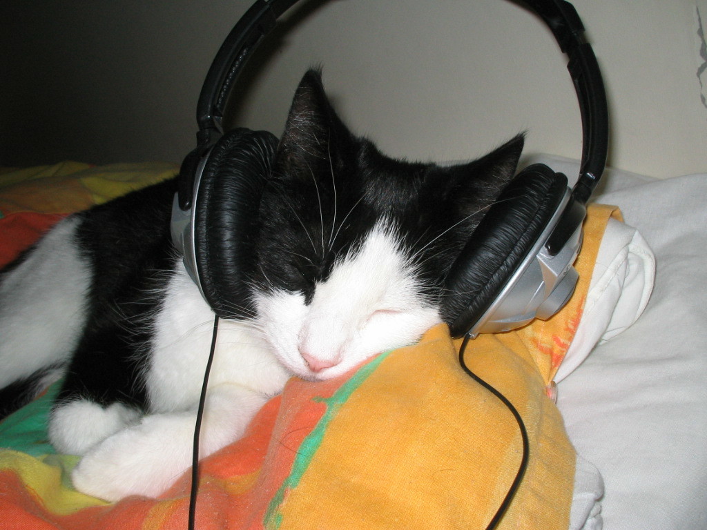 cat sleeping with headphones