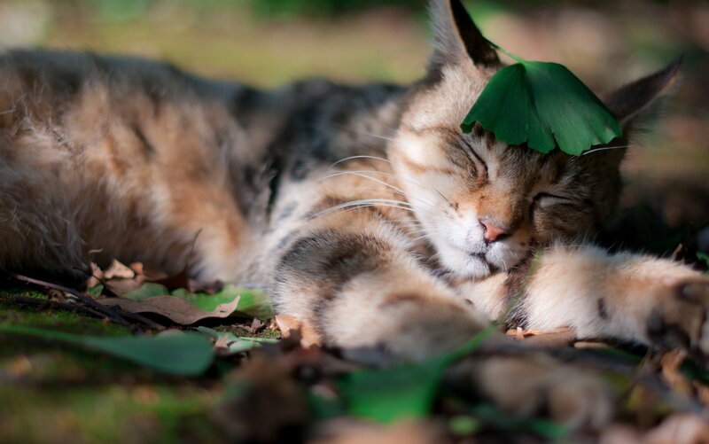 Cat sleeping with leaf on head