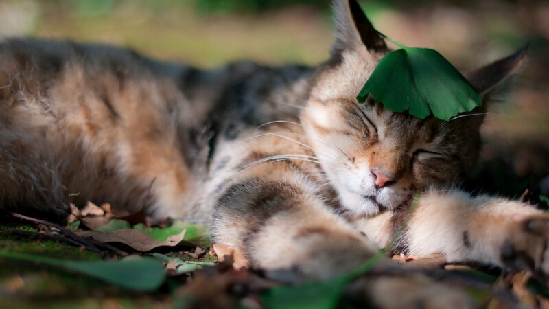 cat sleeping with leaf on head
